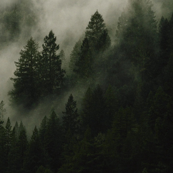 Misty forest with tall trees shrouded in fog