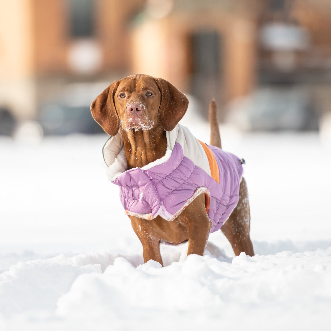 Camplife Puffer - Purple by GF Pet