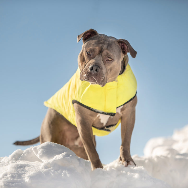 Reversible Chalet Jacket - Sand/Yellow by GF Pet