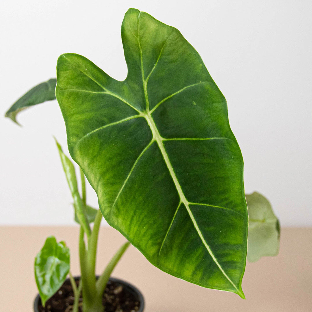 Alocasia Micholitziana 'Frydek' by House Plant Shop