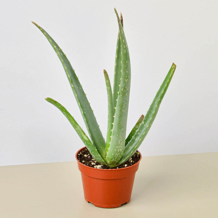 Aloe Vera by House Plant Shop