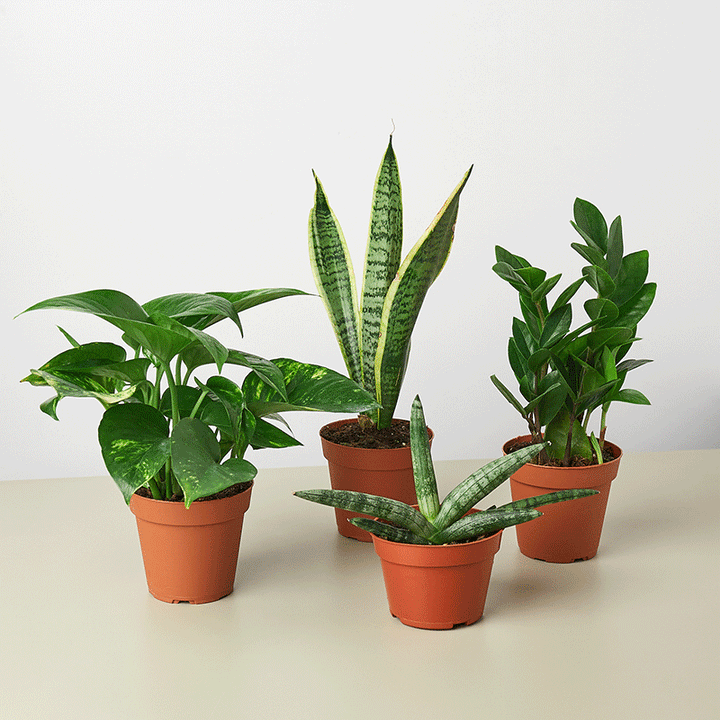 Easy Care Variety Bundle by House Plant Shop